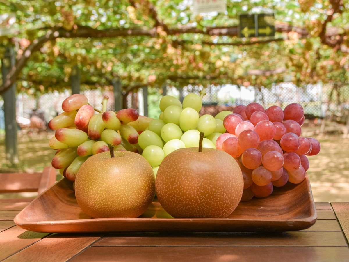 🍇 시로네 포도 정원(시로네 그레푸 가덴) 이미지 6